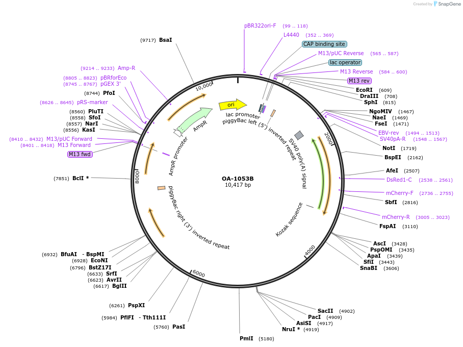 184007-plasmid-map-sequence-id-371150