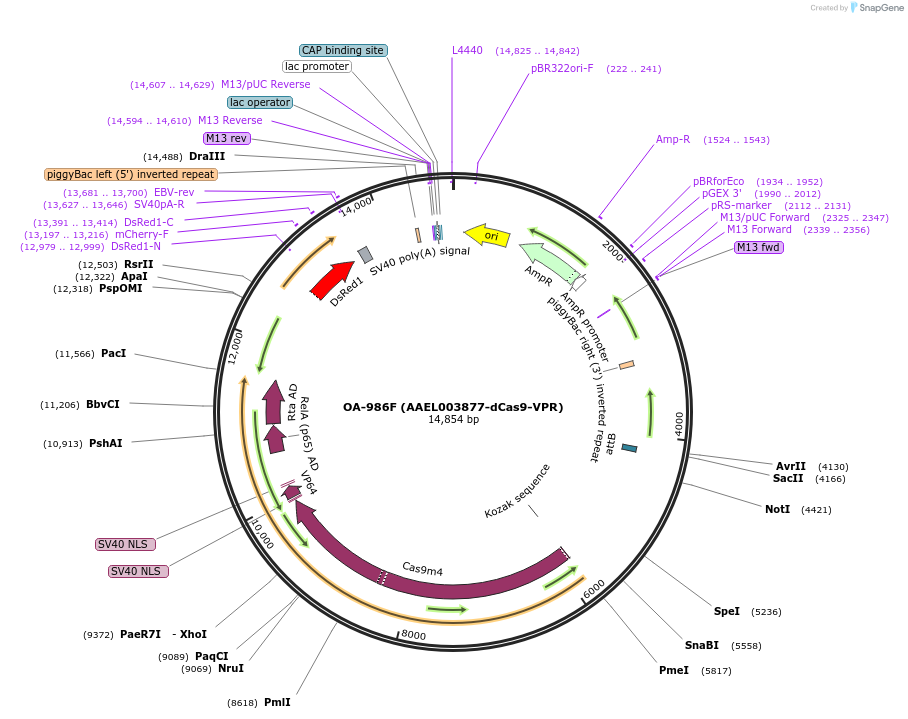 183993-plasmid-map-sequence-id-371153