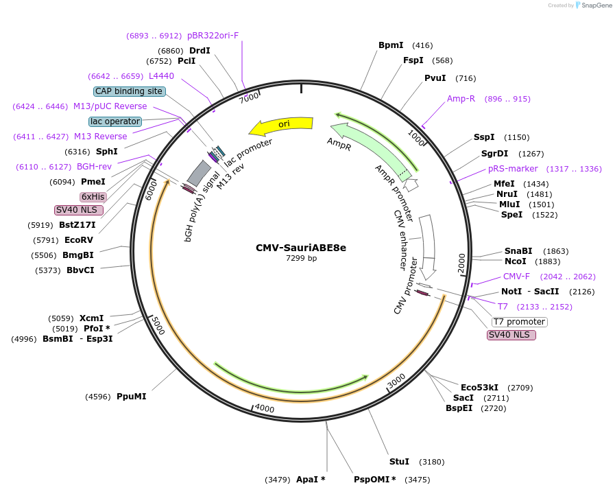 189927-plasmid-map-sequence-id-371177