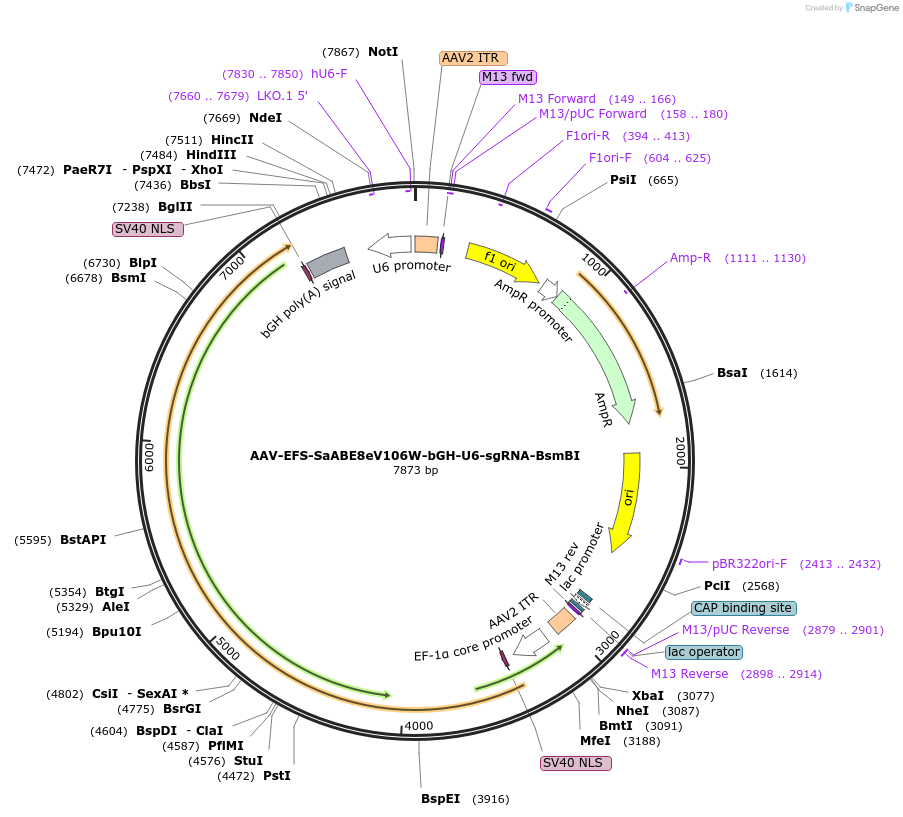 189924-plasmid-map-sequence-id-371179