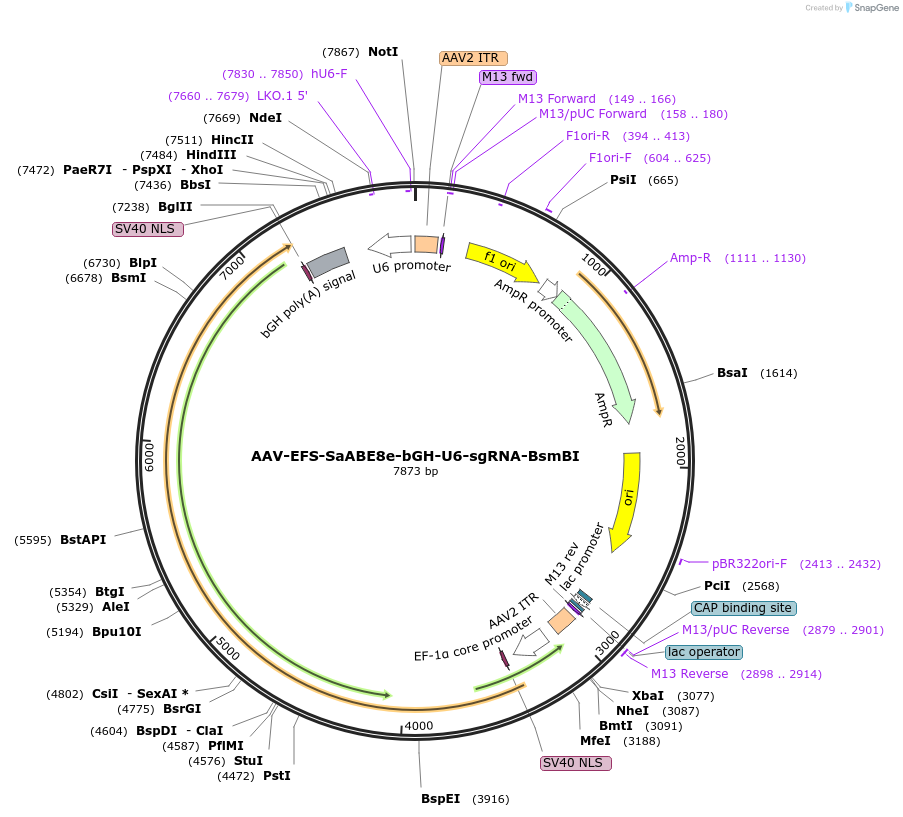 189922-plasmid-map-sequence-id-371180