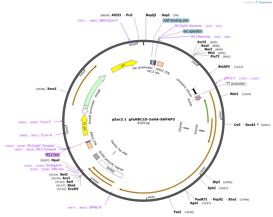 190200-plasmid-map-sequence-id-371185