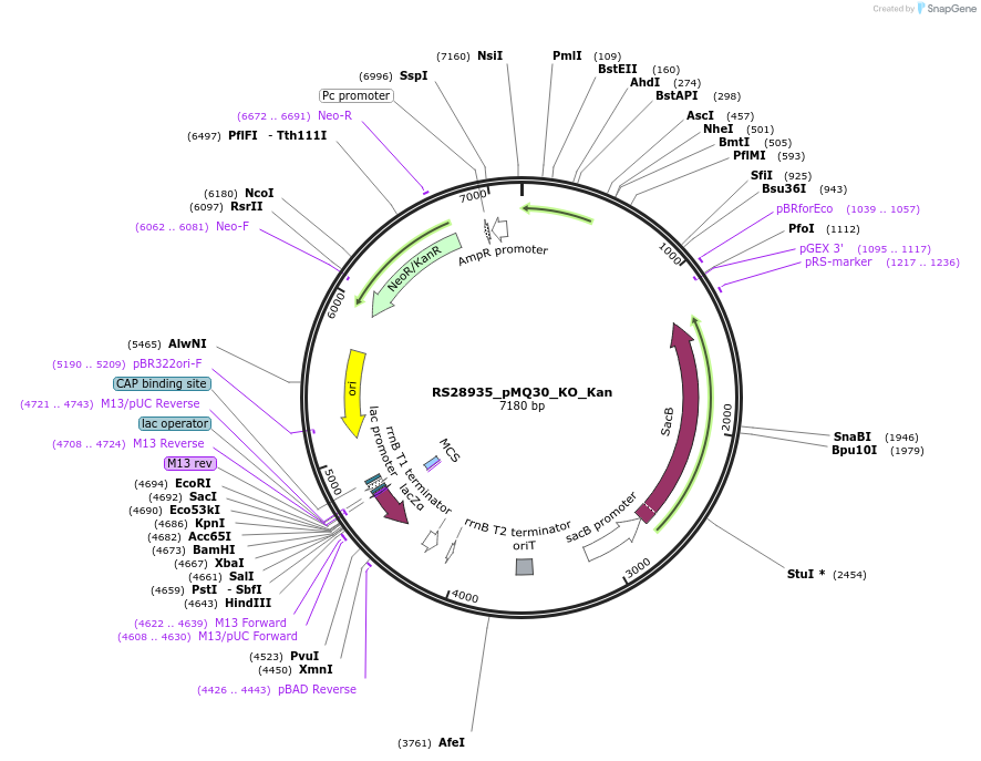 185392-plasmid-map-sequence-id-371202