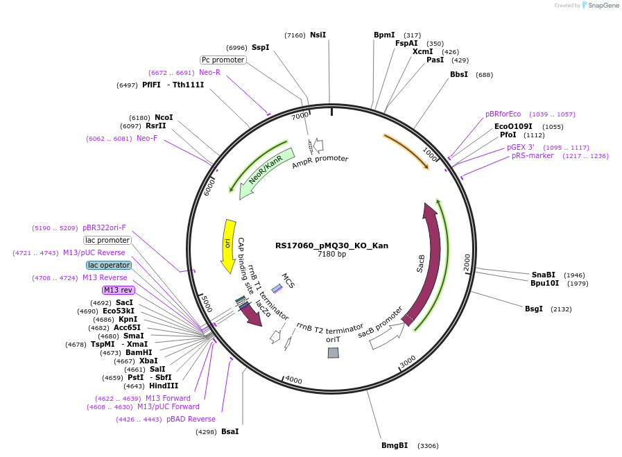 185396-plasmid-map-sequence-id-371203