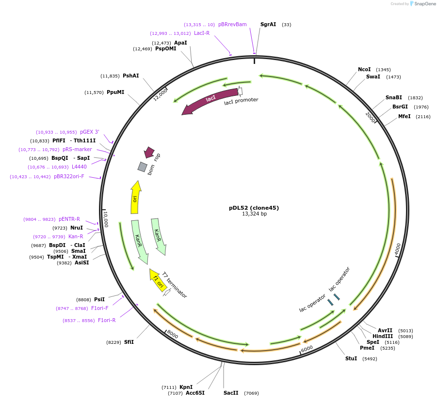 188578-plasmid-map-sequence-id-371204