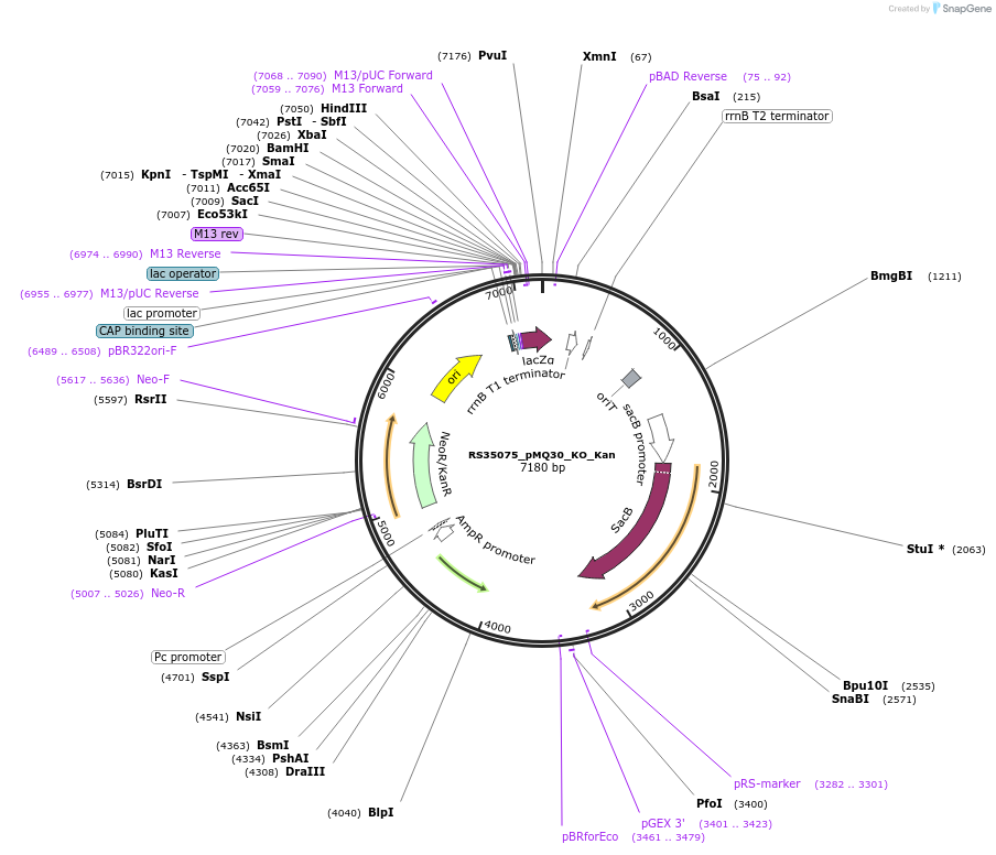 185390-plasmid-map-sequence-id-371206