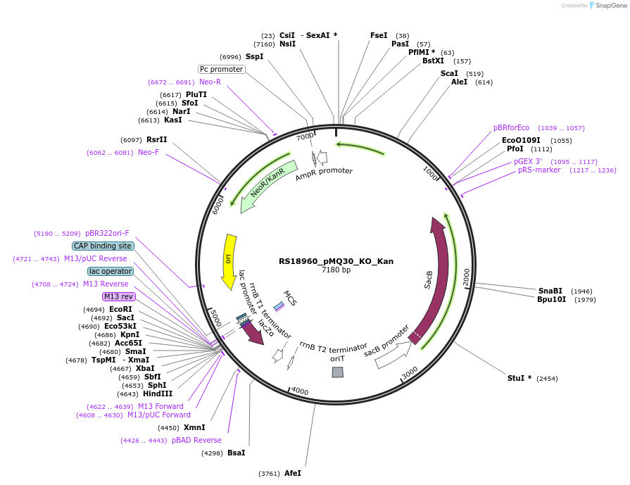 185393-plasmid-map-sequence-id-371207