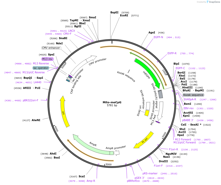 186462-plasmid-map-sequence-id-371211