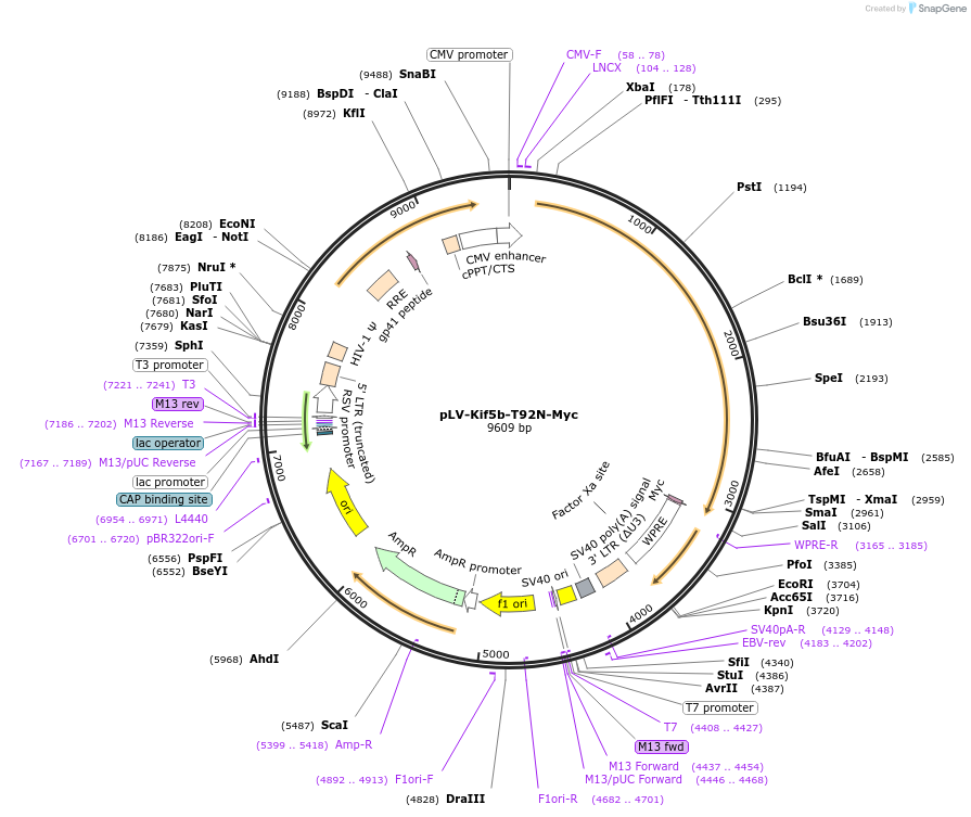 186615-plasmid-map-sequence-id-371213
