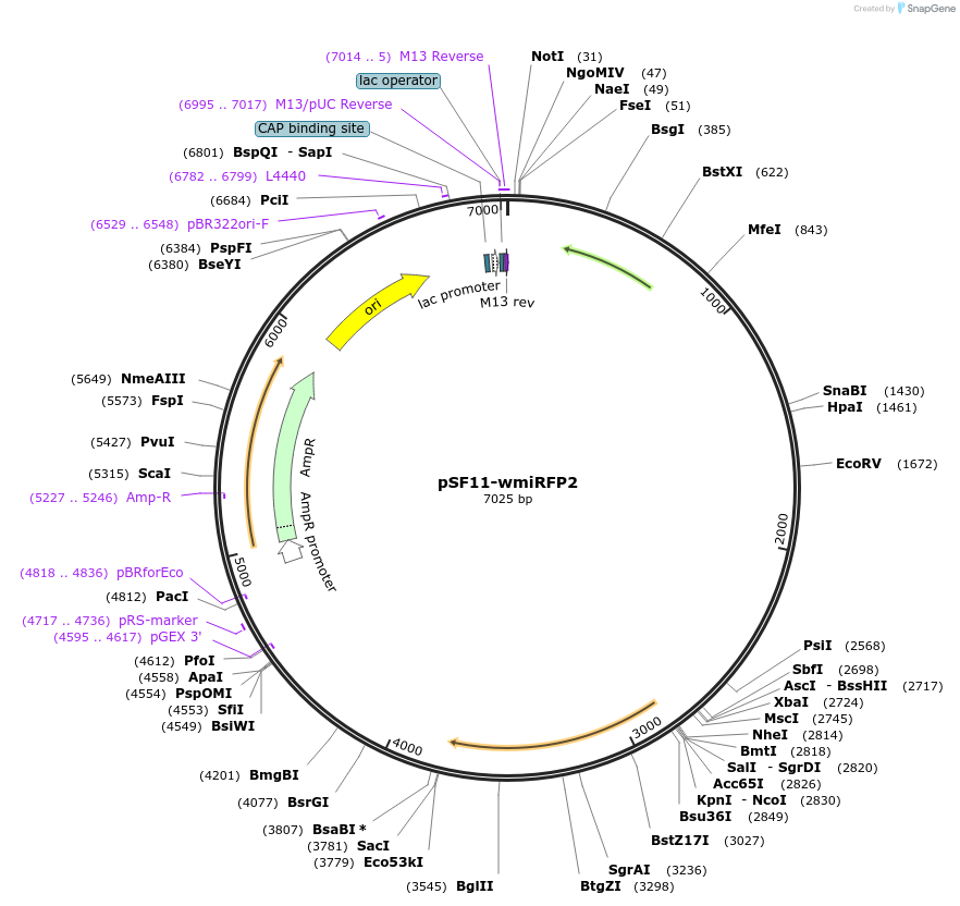 178969-plasmid-map-sequence-id-371216