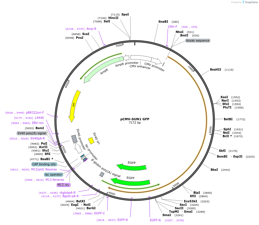 187682-plasmid-map-sequence-id-371222