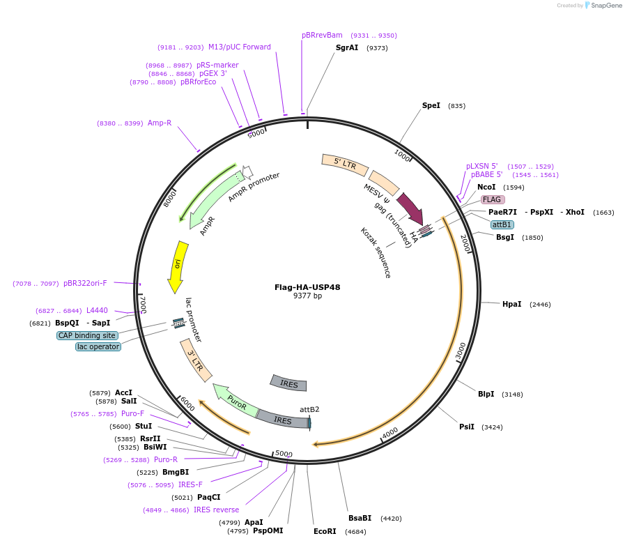 22585-plasmid-map-sequence-id-371223