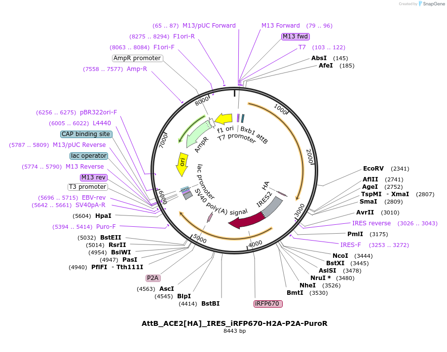190080-plasmid-map-sequence-id-371270