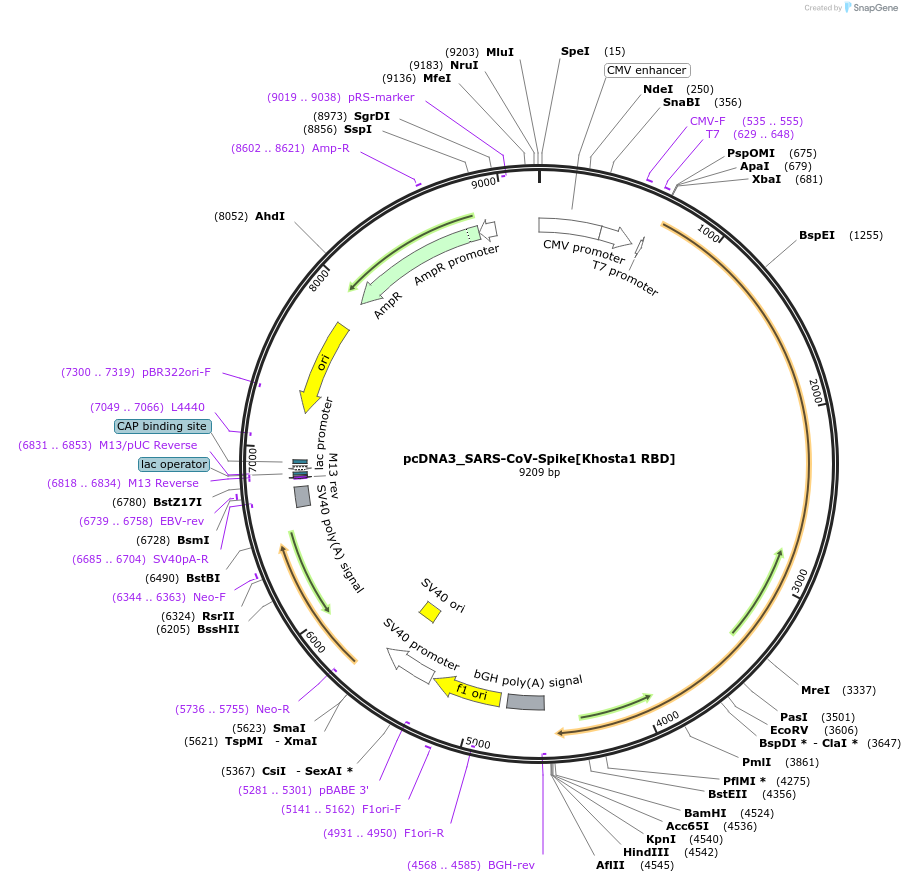 190082-plasmid-map-sequence-id-371275