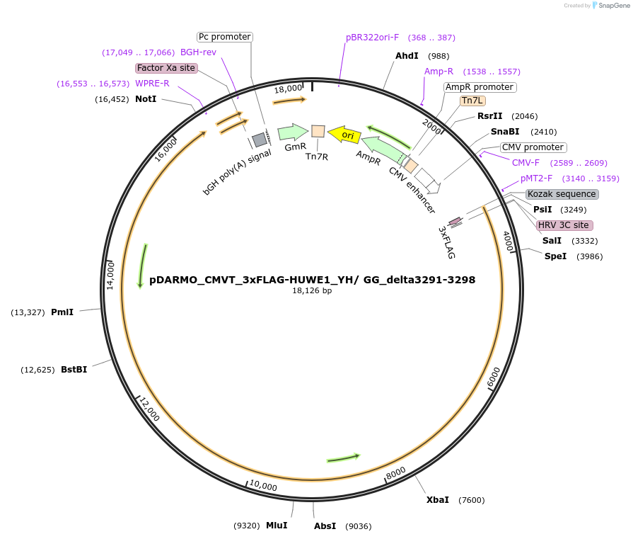 187127-plasmid-map-sequence-id-371286
