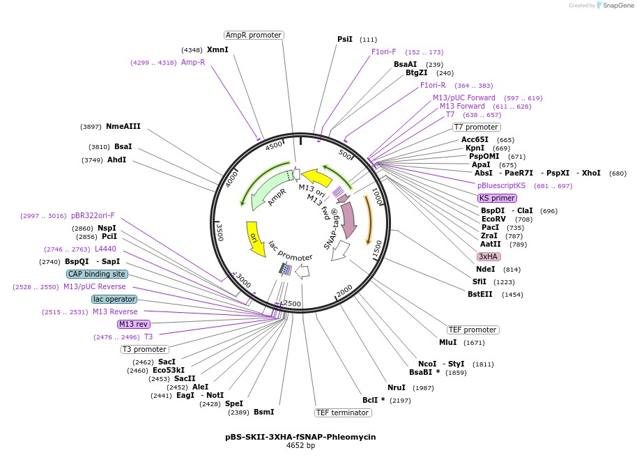 188915-plasmid-map-sequence-id-371287