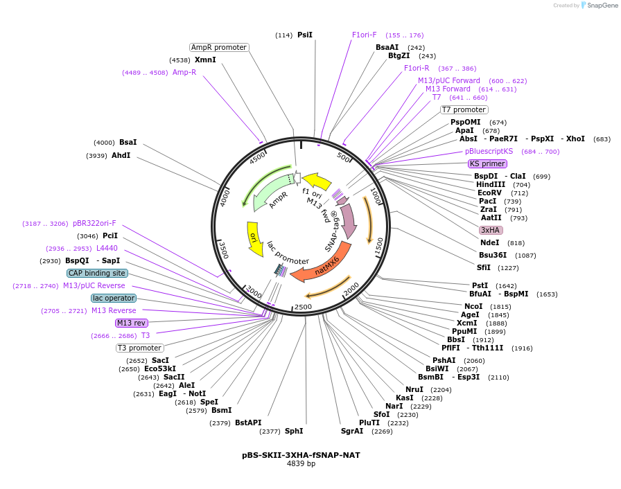 188916-plasmid-map-sequence-id-371288