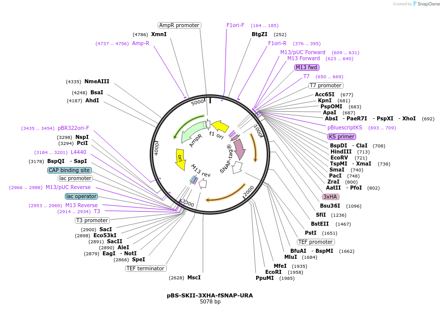 188917-plasmid-map-sequence-id-371289