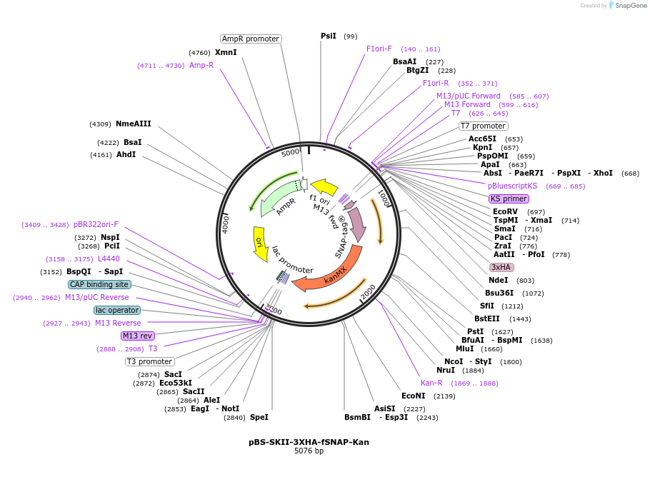 188918-plasmid-map-sequence-id-371290