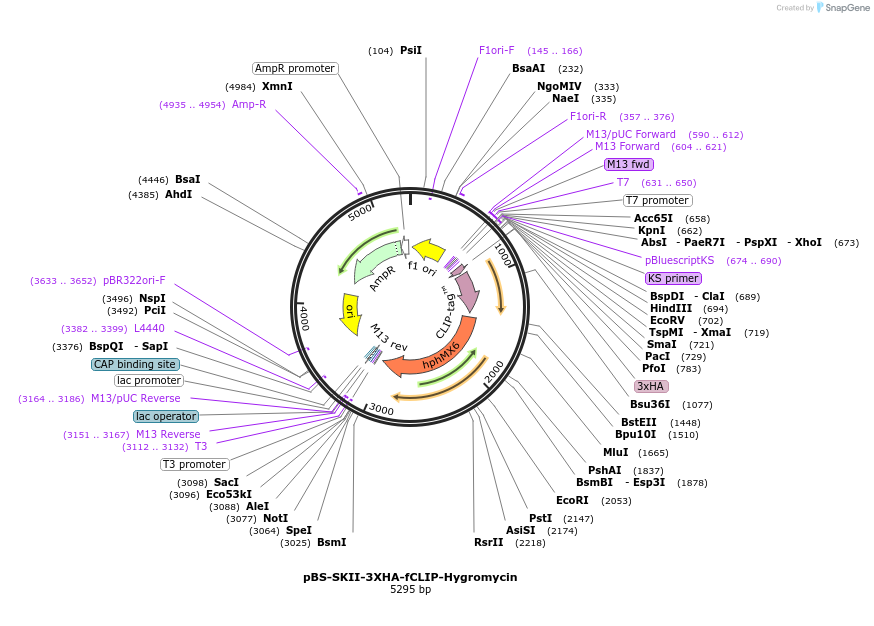 188919-plasmid-map-sequence-id-371291
