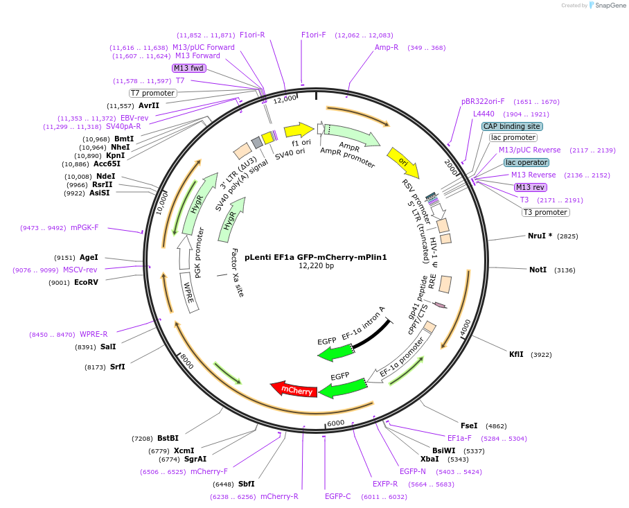 189005-plasmid-map-sequence-id-371292
