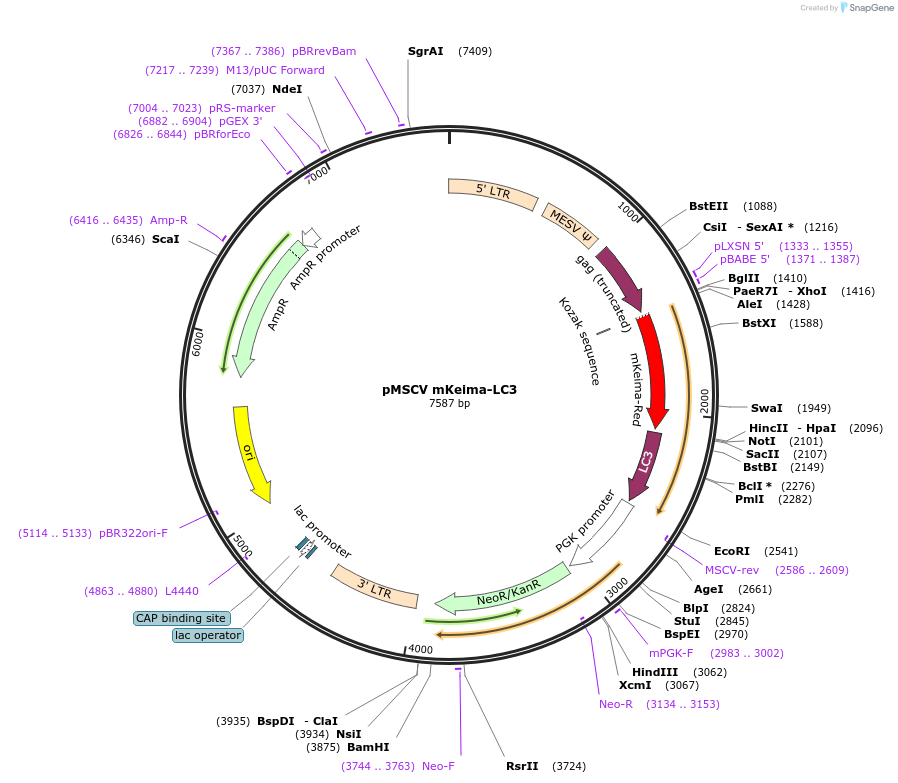 189006-plasmid-map-sequence-id-371293