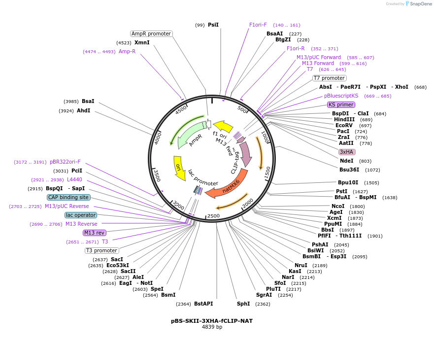 188921-plasmid-map-sequence-id-371304