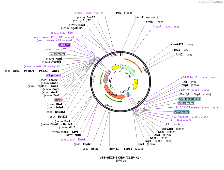 188923-plasmid-map-sequence-id-371310