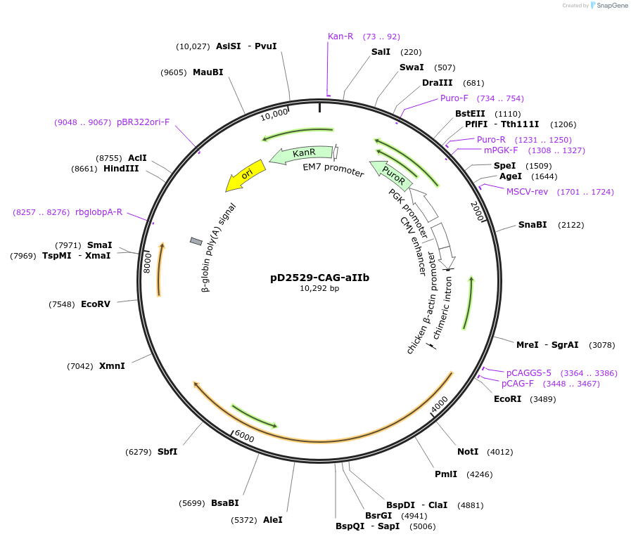 189796-plasmid-map-sequence-id-371312