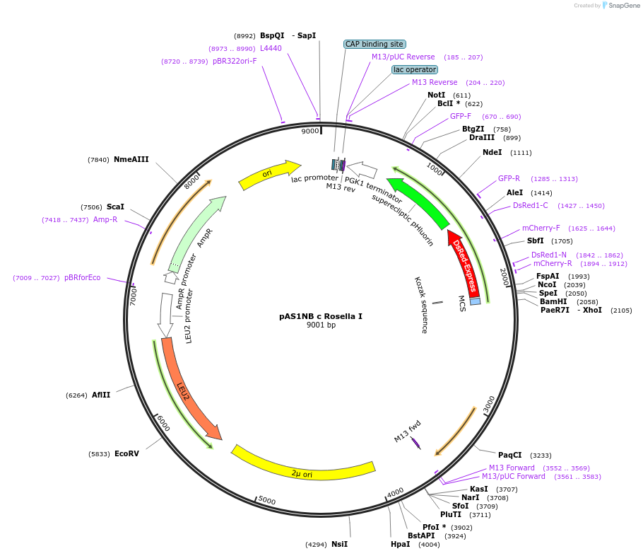 71245-plasmid-map-sequence-id-371320