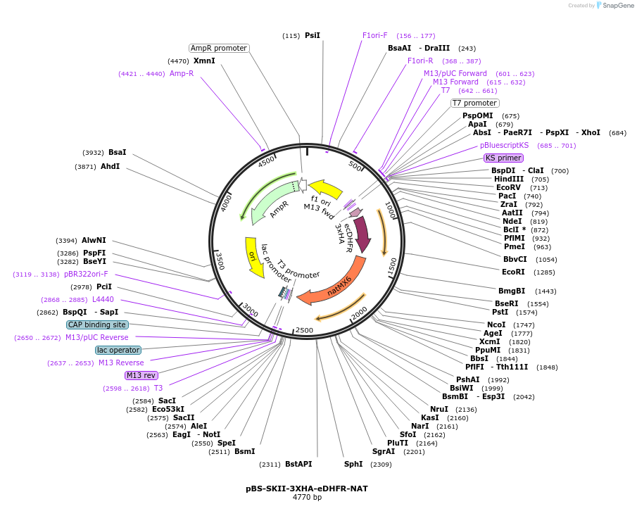 188926-plasmid-map-sequence-id-371326