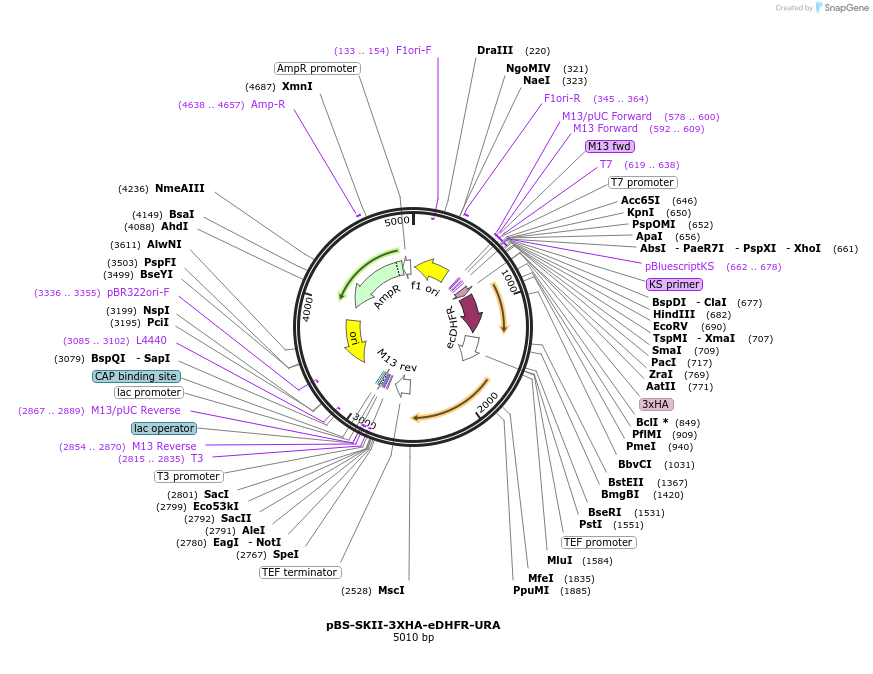 188927-plasmid-map-sequence-id-371328