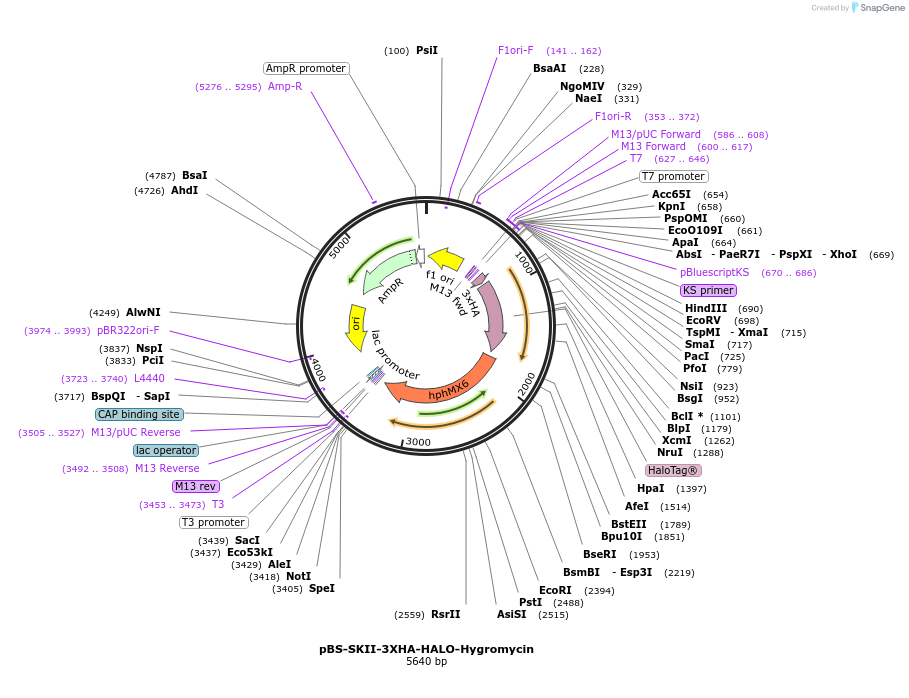 188929-plasmid-map-sequence-id-371333