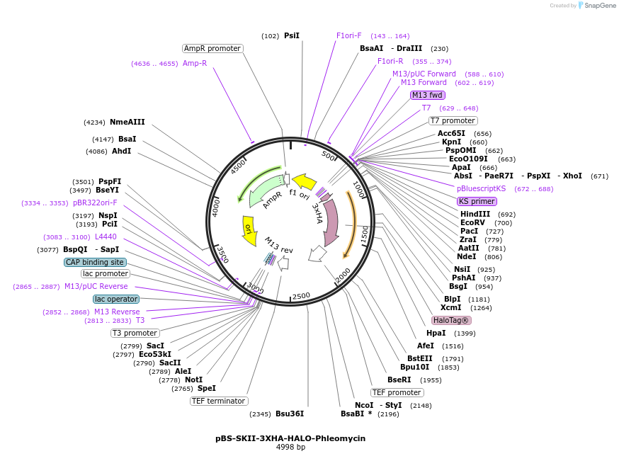 188930-plasmid-map-sequence-id-371334