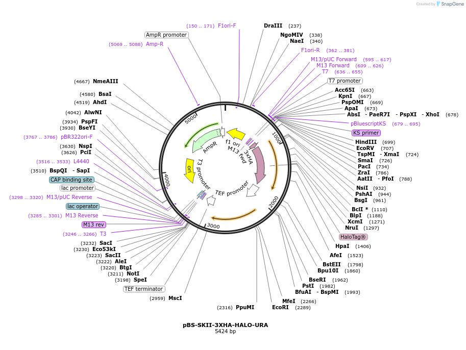 188932-plasmid-map-sequence-id-371336