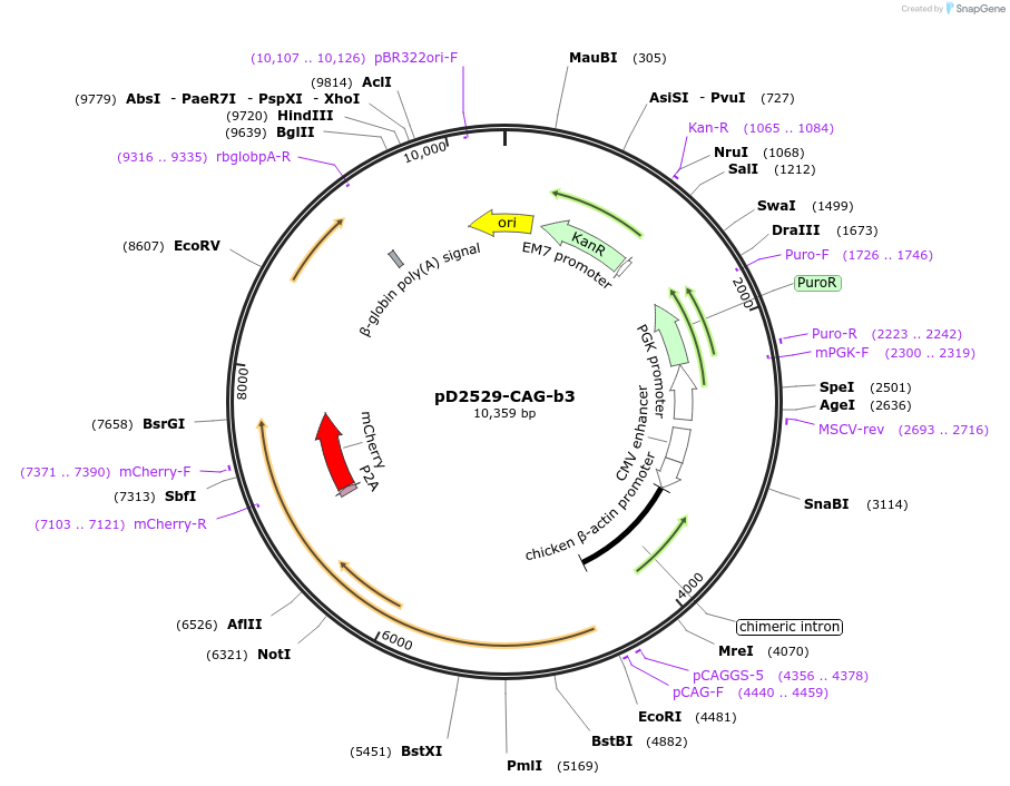 189797-plasmid-map-sequence-id-371337