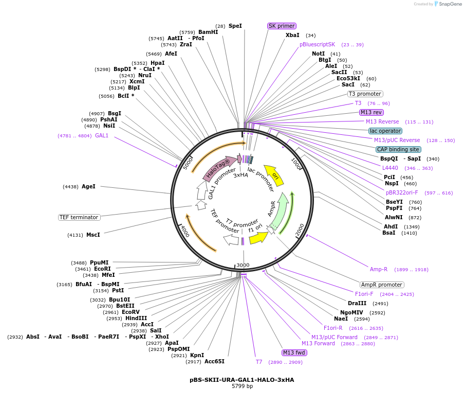 188937-plasmid-map-sequence-id-371343
