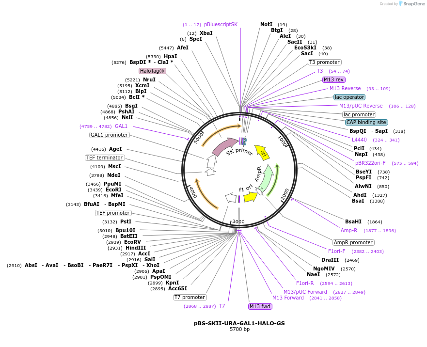 188940-plasmid-map-sequence-id-371356