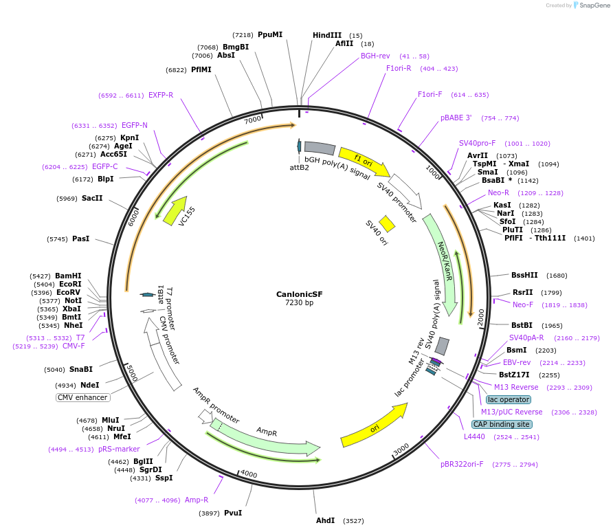 178342-plasmid-map-sequence-id-371361