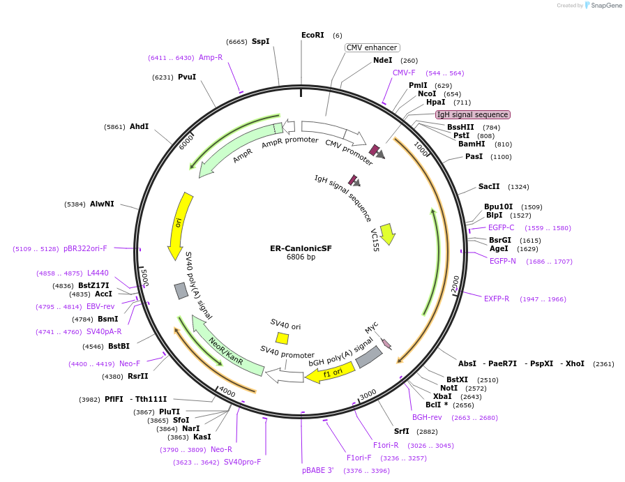 178343-plasmid-map-sequence-id-371362