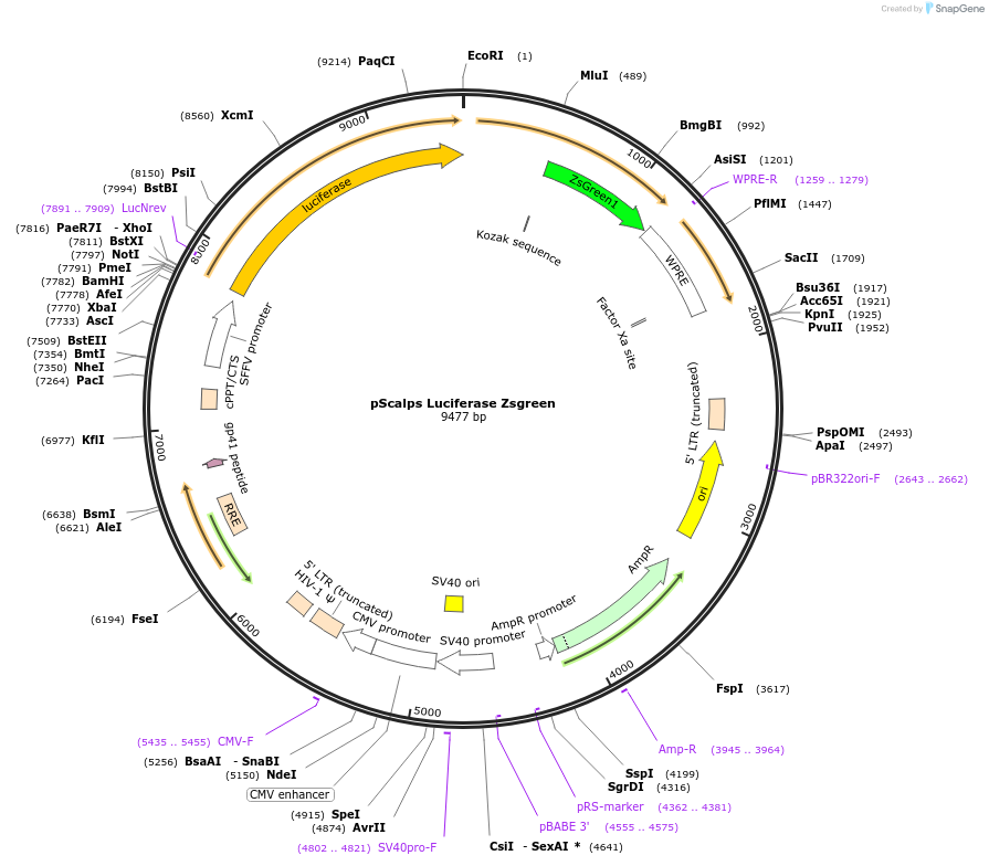 184784-plasmid-map-sequence-id-371364