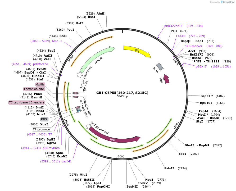 186793-plasmid-map-sequence-id-371391