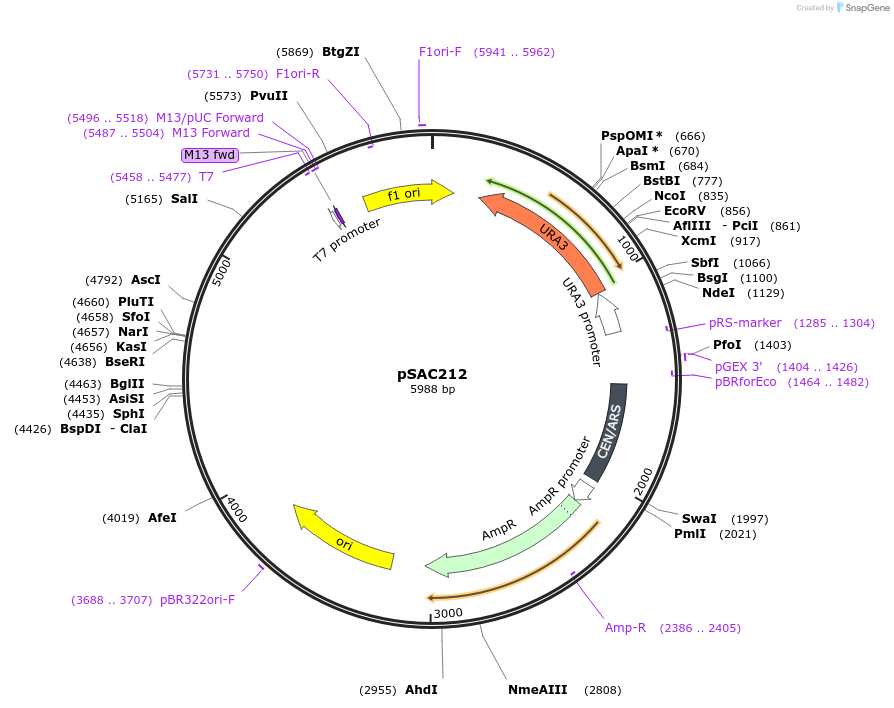 187912-plasmid-map-sequence-id-371398