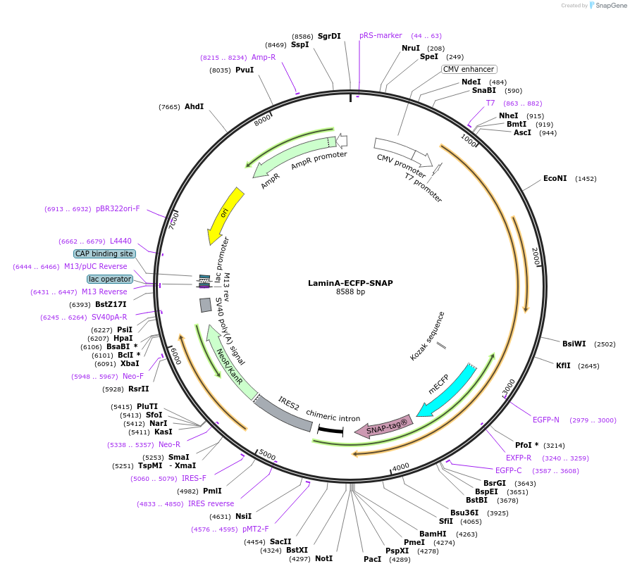 187965-plasmid-map-sequence-id-371401