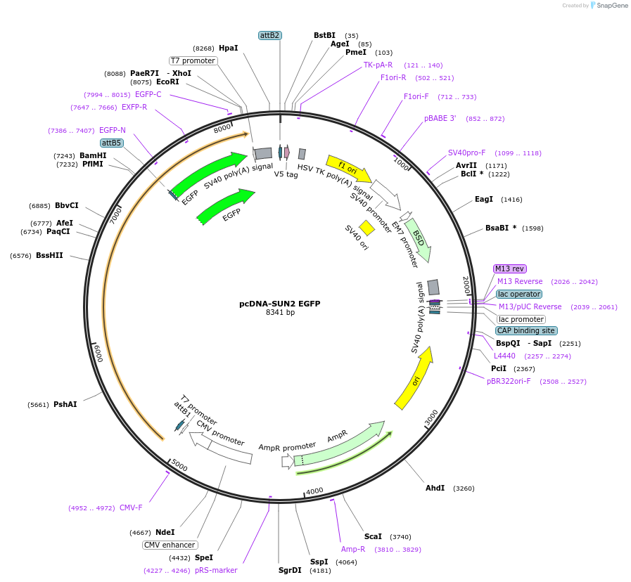 187678-plasmid-map-sequence-id-371403