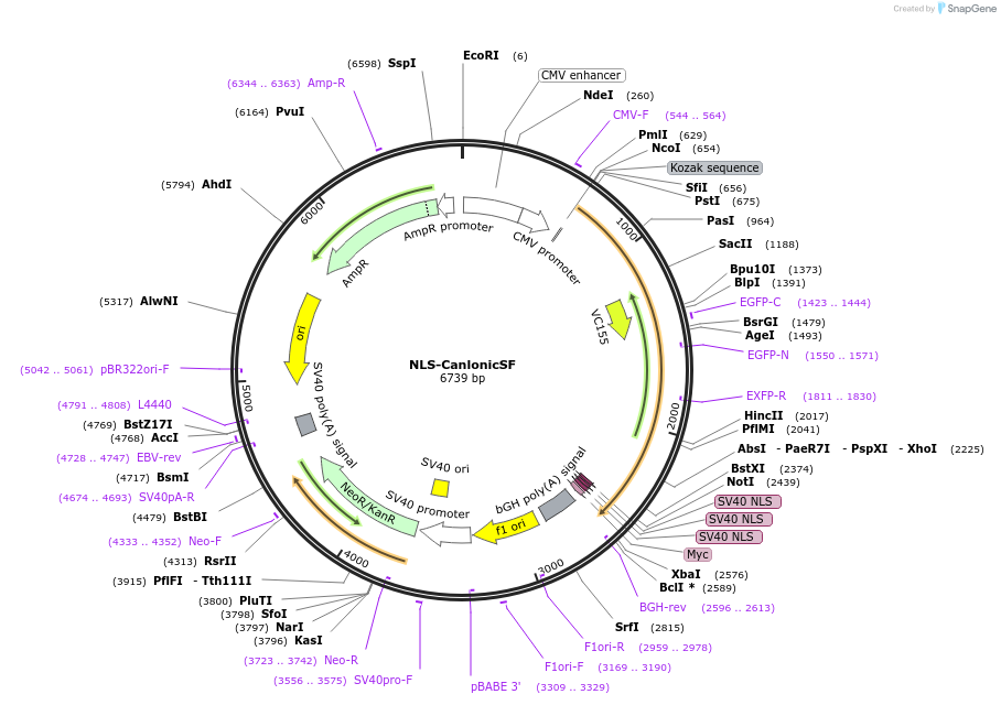 188390-plasmid-map-sequence-id-371413