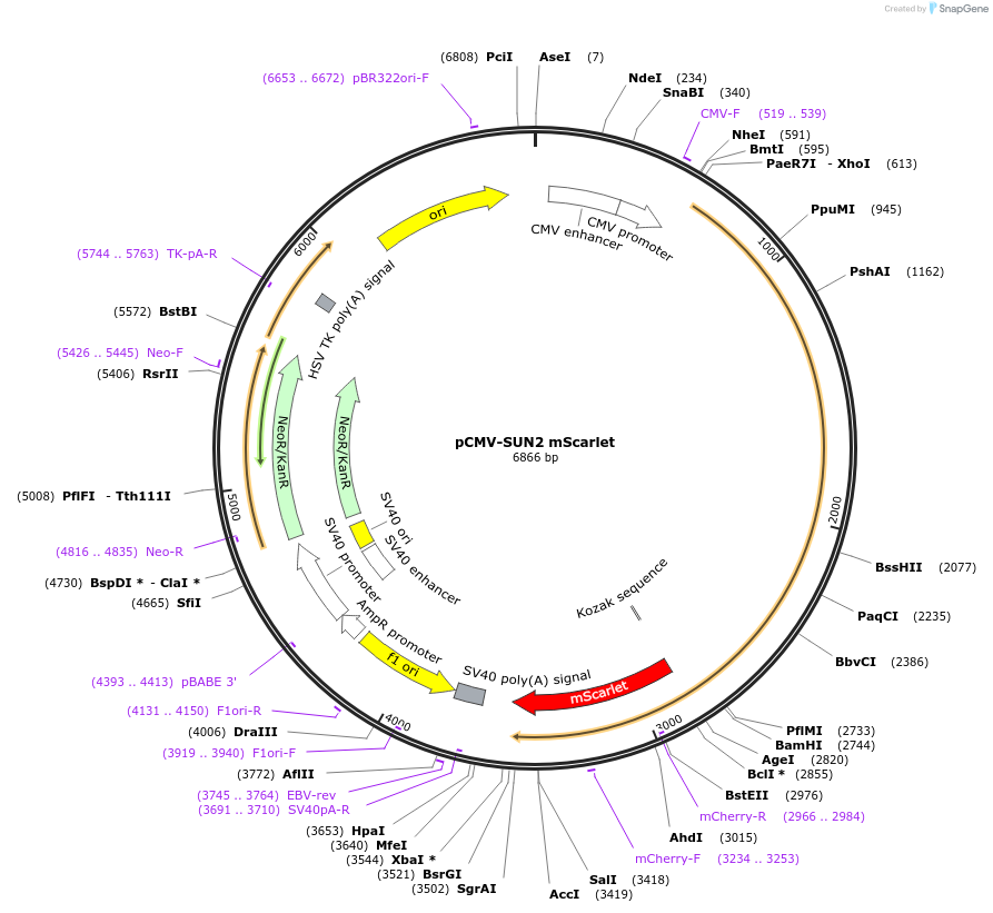 187685-plasmid-map-sequence-id-371432