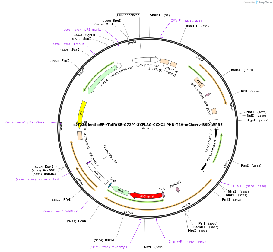 188764-plasmid-map-sequence-id-371433