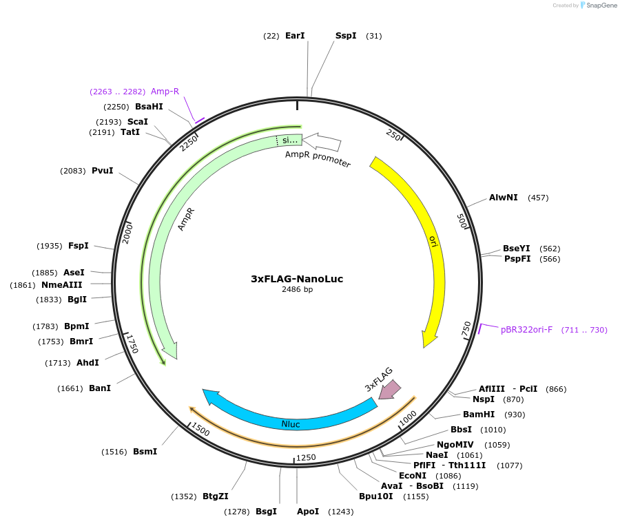 189975-plasmid-map-sequence-id-371448