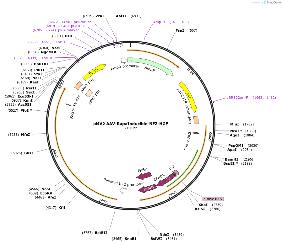 188749-plasmid-map-sequence-id-371449